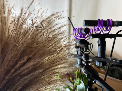 Microphone with a purple windscreen on a stand next to dried pampas grass