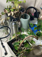 Collection of potted plants and a thermos on a surface with a blurred background
