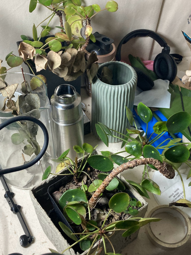 Collection of potted plants and a thermos on a surface with a blurred background